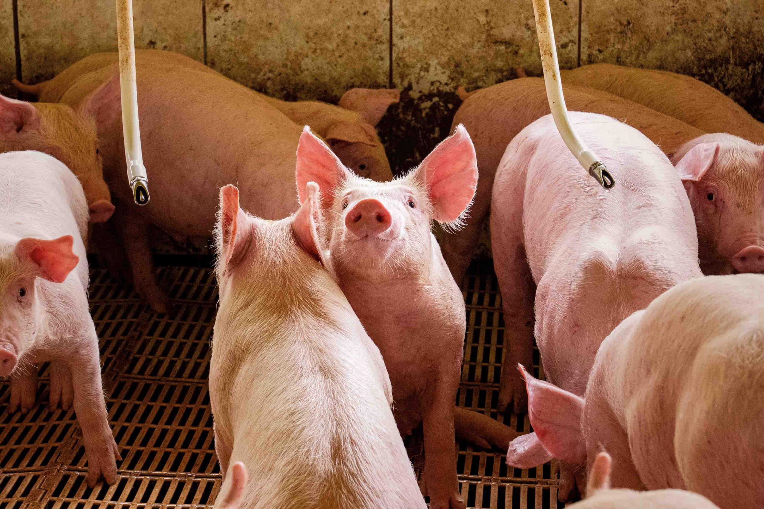 Suíno certificado Frimesa