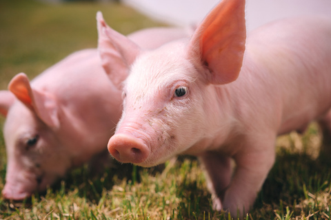 Frimesa atinge 80% granjas certificadas em biosseguridade