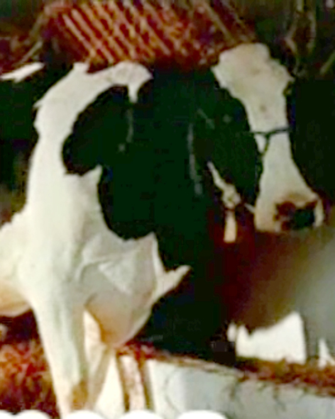 Unificación de marcas