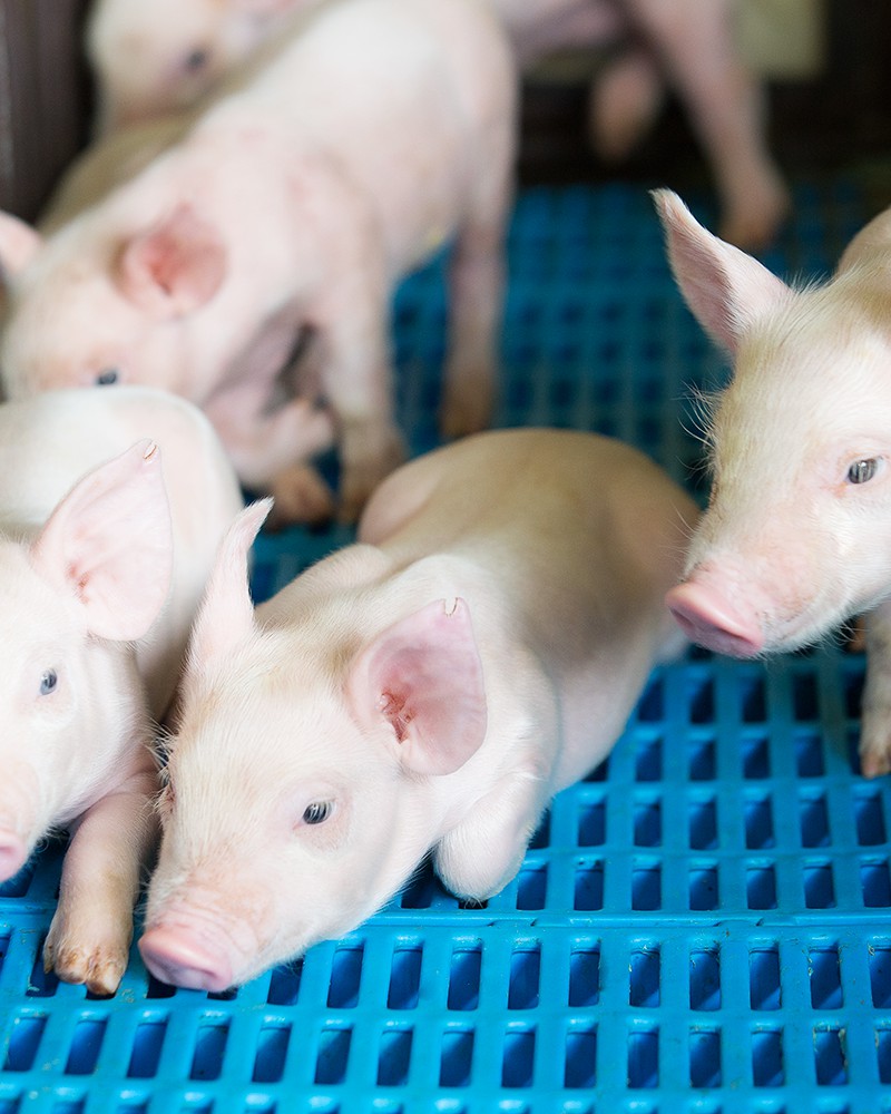Crecimiento en la producción porcina