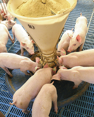 Programa Porcino Certificado