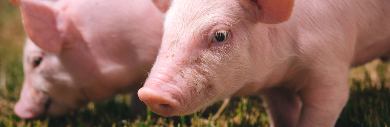 Animal Welfare - Respect to feed the future