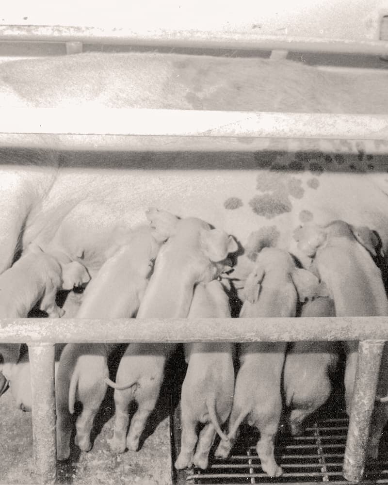 Melhoramento genético