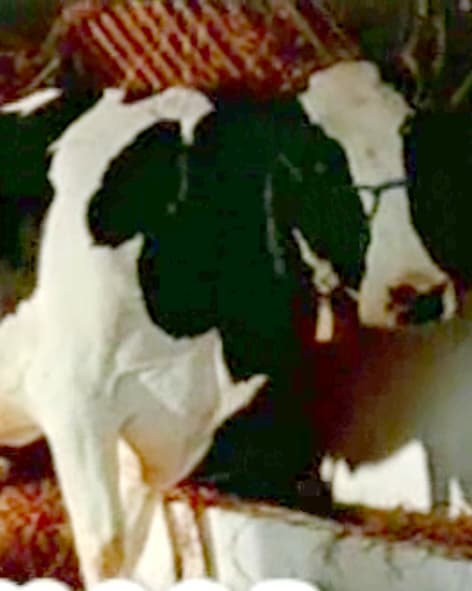 Unificação das marcas