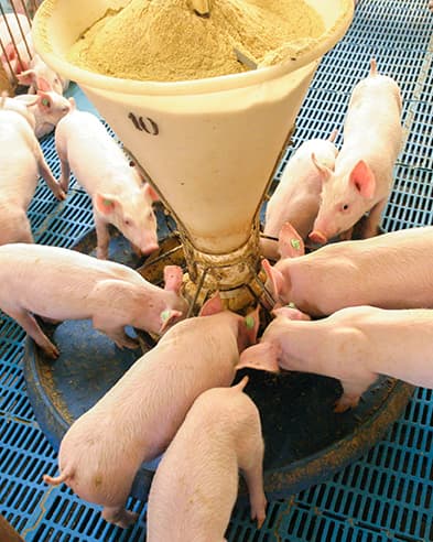 Programa Suíno Certificado