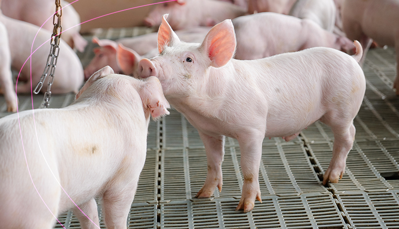Compromisso com o bem-estar animal através do sistema “Cobre e Solta”