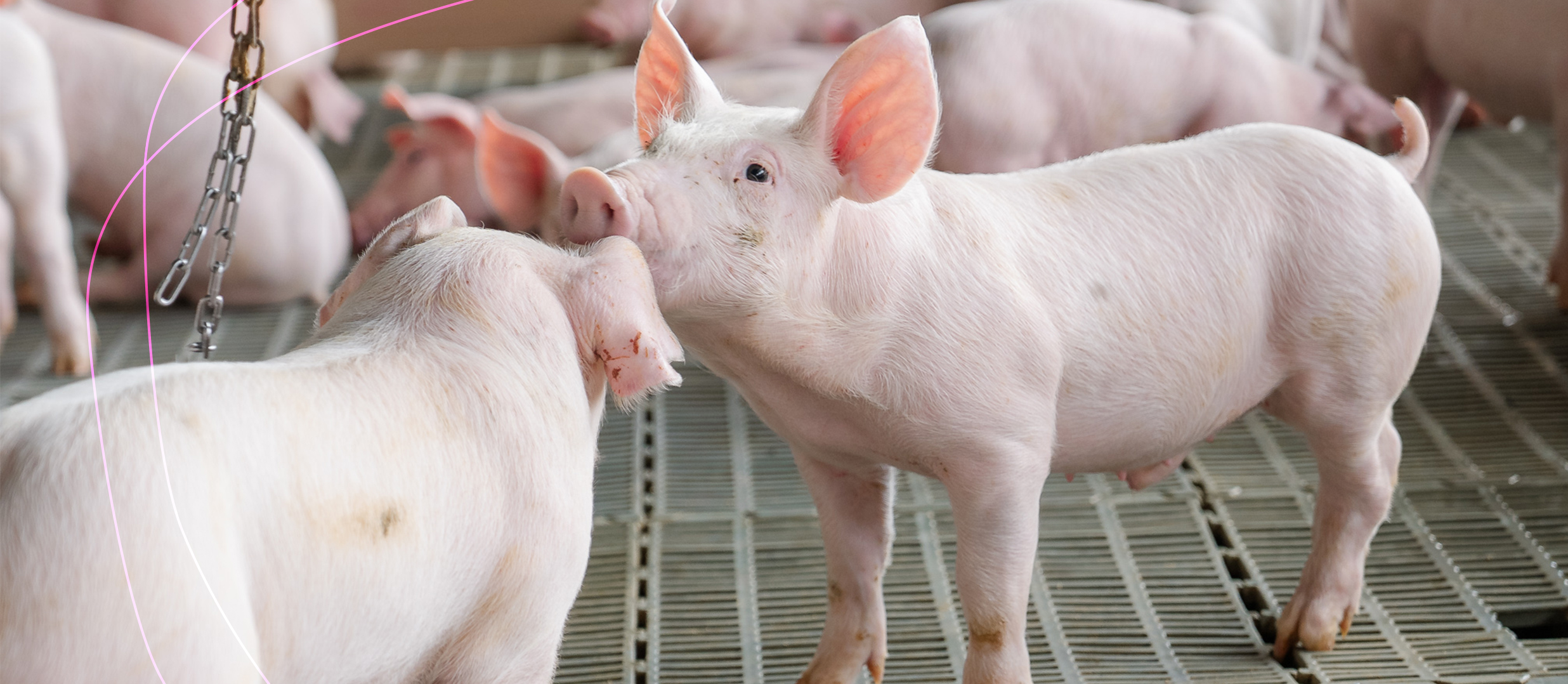 Compromisso com o bem-estar animal através do sistema “Cobre e Solta”
